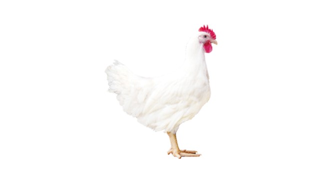 �ǹ��ɶ� - �����ʵ���Ϸ��Ӫ�̹��� 909 ��Ʒ������